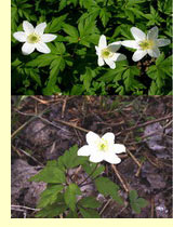 Ветреница дубравная (Anemone nemorosa L.) Ветреница дубравная (Anemone nemorosa L.)